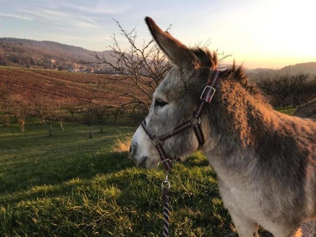 Les Gites Du Passage: La Popote Passenans Zewnętrze zdjęcie